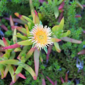 Hilltop Studios Nature photo