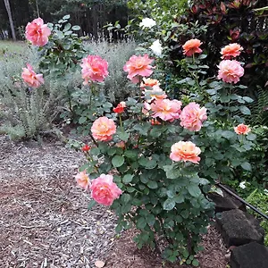 Riviera Bed & Breakfast Exterior photo