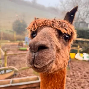 RubyS-Retreat-Farm-Stay-North-Devon-Sleeps-6-Beaches-Exmoor-Barnstaple-Other