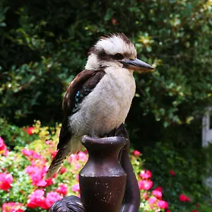 Clarendon-Cottages-Sassafras-Exterior