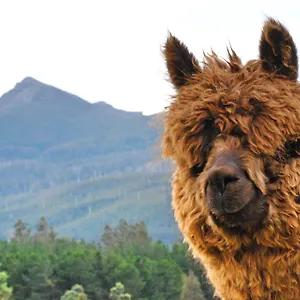 Maydena Mountain Cabins Nature photo