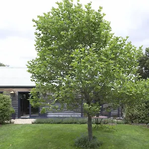 Elm-Cottage-Barn-Oatlands-Exterior