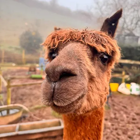 RubyS-Retreat-Farm-Stay-North-Devon-Sleeps-6-Beaches-Exmoor-Barnstaple-Other